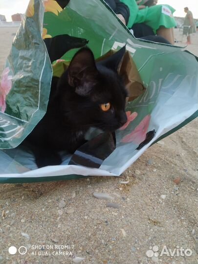 Кошка в дар