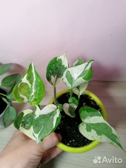 Комнатные растения