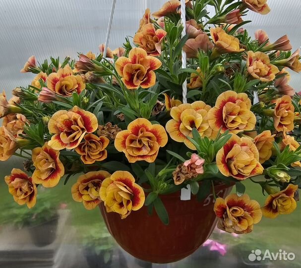 Вегетативная петуния