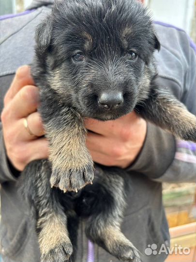 Немецкая овчарка