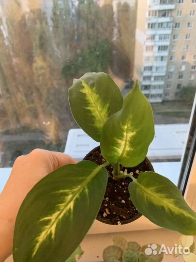 Диффенбахия камилла