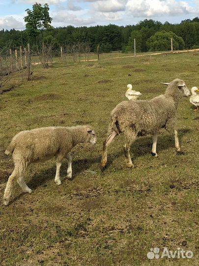 Ягнята бараны овцы молодые