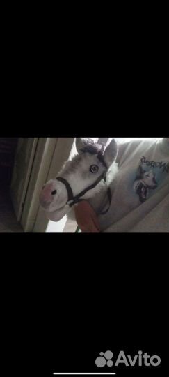 Ищу хоббихорсеров Севастополь