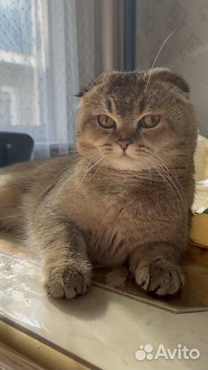 Вязка кошек