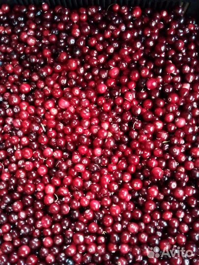 Грибы, пихтовое масло