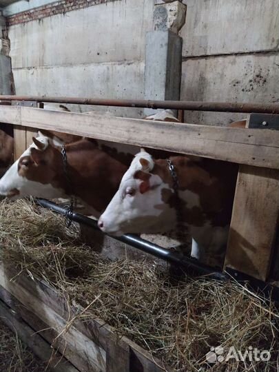 Телочки стальные.три головы.только на корову
