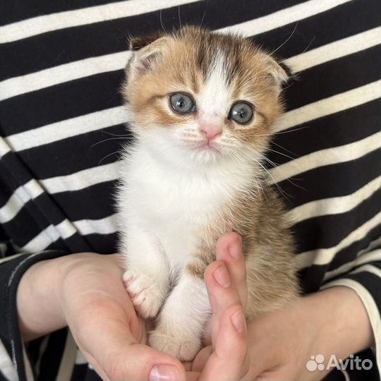 Котята Шотландские
