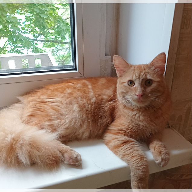 Котёнок от частного владельца