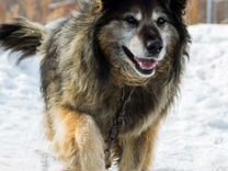 Собака Кавказская овчарка 9 лет