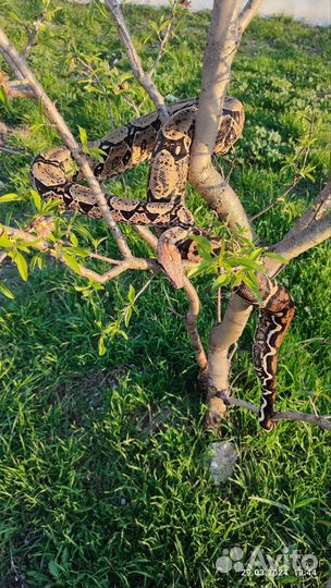 Императорский удав