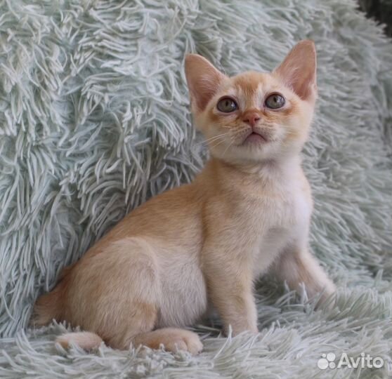 Котята европейской бурмы