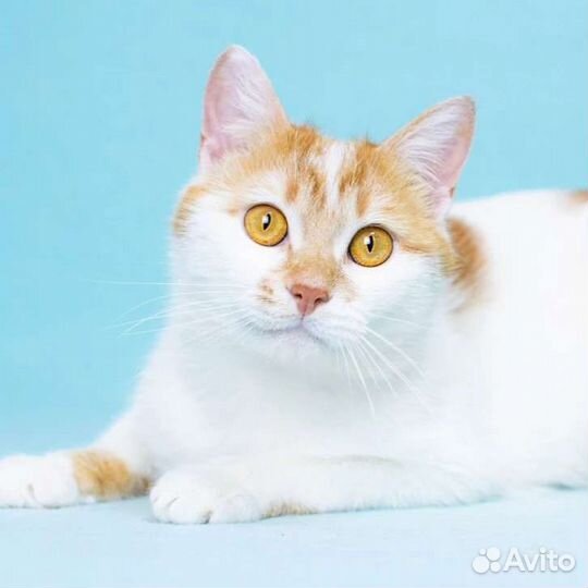 Ромео никто не замечает