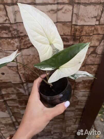 Сингониум империал уайт, фикус букле