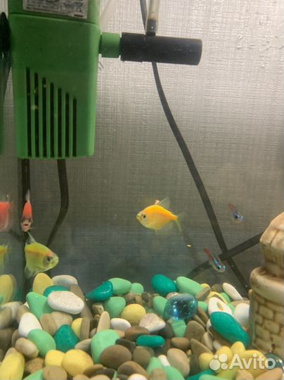 Аквариум с рыбками