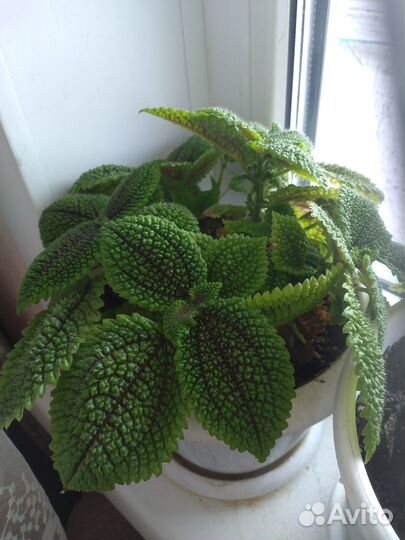 Комнатные цветы