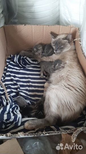 Котята - крысоловы в добрые руки