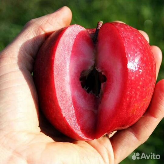 Саженцы плодовых деревьев, винограда