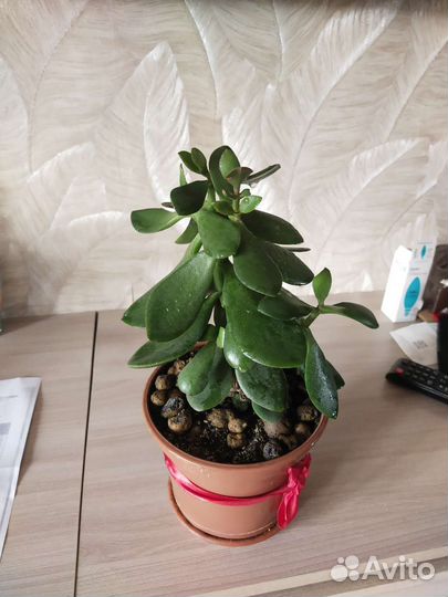 Толстянка (денежное дерево)