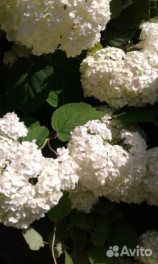 Цветы для сада