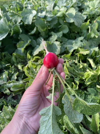 Дача 63 м² на участке 8 сот.