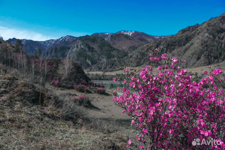 Тур на Алтай. Цветение маральника. Чуйский +Марс