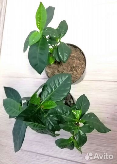 Гардения жасминовидная