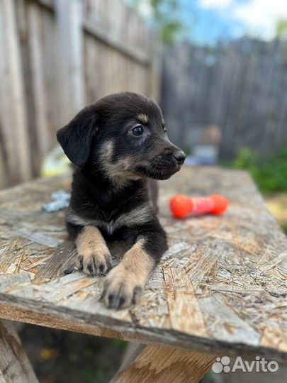 Щенки в добрые руки