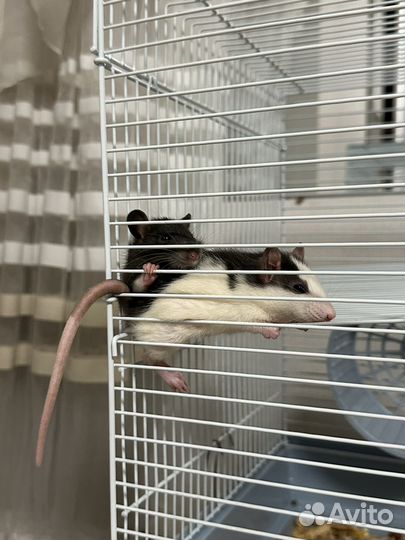 Крыса домашняя