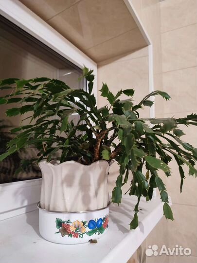 Декабрист шлюмбергера сортовой розовый