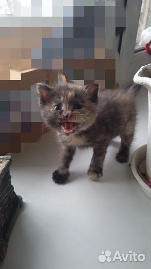 Котенок в дар бесплатно