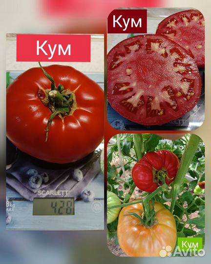 Семена томатов и перца