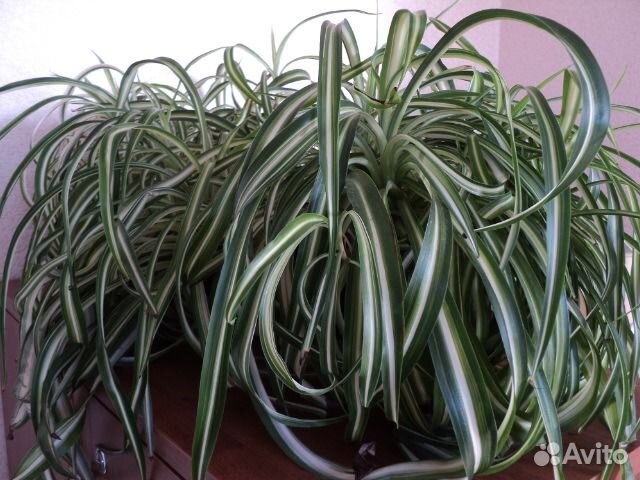 Хлорофитум кудрявый