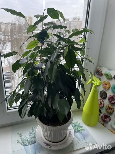 Фикус бенджамина