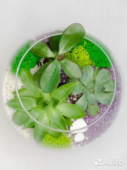 Флорариумподарок