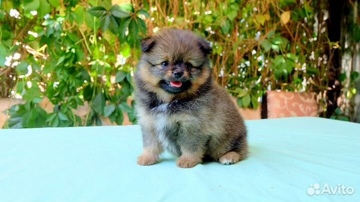 Чихуа мальчик д/ш