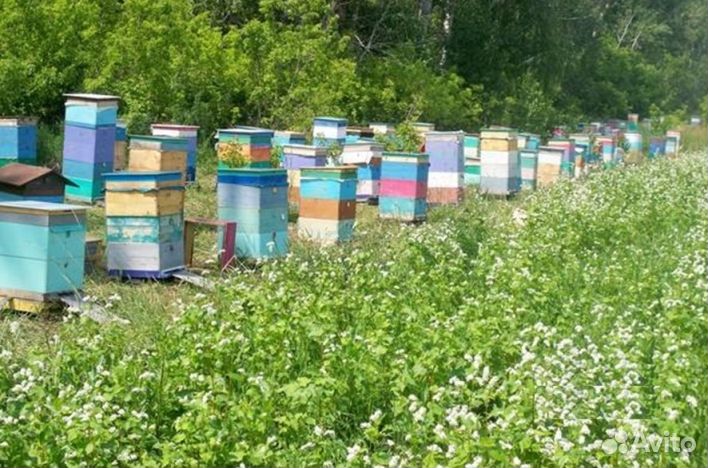 Мёд натуральный из Алтая оптом от 16 кг