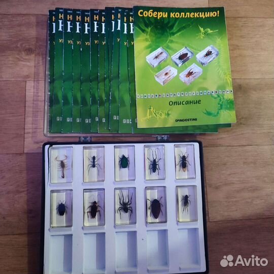 Коллекция Насекомых