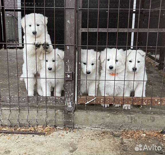 Высокопородные щенки Белой Швейцарской овчарки