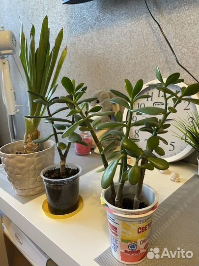 Цветы домашние