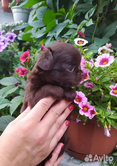 Наикрасивейшая шоколадочка