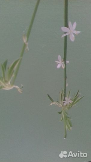 Хлорофитум