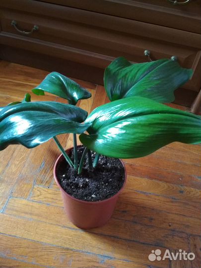 Эухарис или амазонская лилия