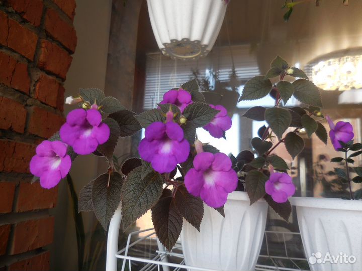 Ризомы ахименесов