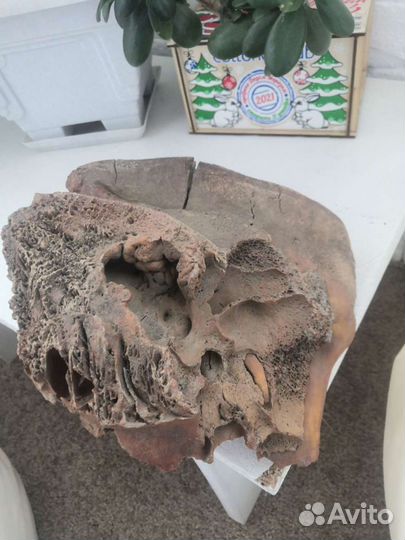 Зуб древнего шерстистого мамонта