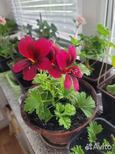 Пеларгония королевская