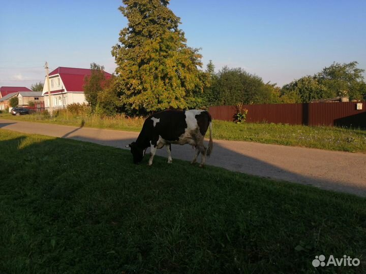 Корова дойная