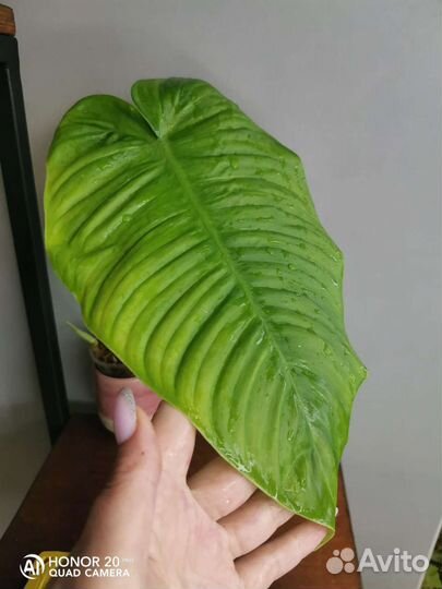 Филодендрон Тенуе широкий лист