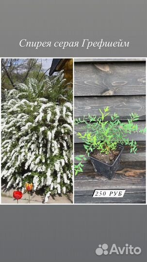 Спирея, пузыреплодник, чубушник, дерен