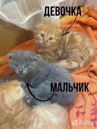 Британские котята
