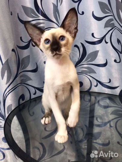 Ориентальные котята